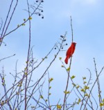 Spring by Kathy Dillon Spring by Kathy Dillon