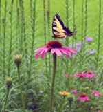 Fill the Frame by MaryLu Bednarsky Fill the Frame by MaryLu Bednarsky