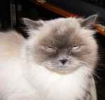 Fill the Frame by Phi Hodges Fill the Frame by Phi Hodges