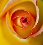 Curves by Buck Myers Curves by Buck Myers