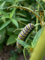 Texture by MaryLu Bednarsky Texture by MaryLu Bednarsky