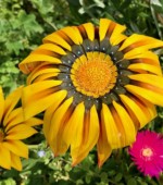 Yellow by Kathy Earnest Yellow by Kathy Earnest