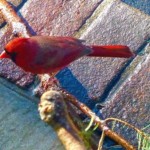 Red by Richard Martin Red by Richard Martin