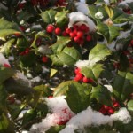 Winter by Kathy DIllon Winter by Kathy DIllon