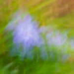 Buck Myers – Impressionism. Blur the result of camera movement and slow shutter speed. ISO 50, .8 sec, f32. Buck Myers – Impressionism. Blur the result of camera movement and slow shutter speed. ISO 50, .8 sec, f32.