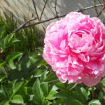 Joy Meyer: Peony blossom Joy Meyer: Peony blossom