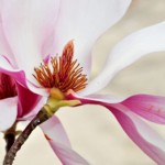 Luu Nguyen Luu Nguyen