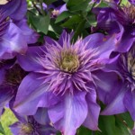 Mary Lu Bednarsky: Looked at so many flowers, So hard to choose. Then I spotted my favorite Clematis right in my own backyard. Taken with my iPhone. Mary Lu Bednarsky: Looked at so many flowers, So hard to choose. Then I spotted my favorite Clematis right in my own backyard. Taken with my iPhone.