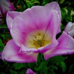 Richard Martin: Tulip Richard Martin: Tulip