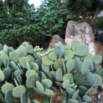 Arlene Gribben - Garden: Picture of a unique cactus garden at a home in the neighborhood. Arlene Gribben - Garden: Picture of a unique cactus garden at a home in the neighborhood.