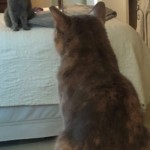 Arlene Gribben - Mirror: Furry friend Gracie, sitting on the bed, checking out herself in the closet door mirrors. Arlene Gribben - Mirror: Furry friend Gracie, sitting on the bed, checking out herself in the closet door mirrors.