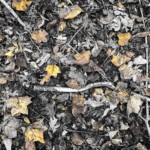 Buck Myers–November 2020: Photo taken with iPhone 7. Post processing and selective tinting in Silver Effex Pro. Buck Myers–November 2020: Photo taken with iPhone 7. Post processing and selective tinting in Silver Effex Pro..