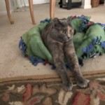 Arlene Gribben - "Gracie doing her stretches." Arlene Gribben - "Gracie doing her stretches."