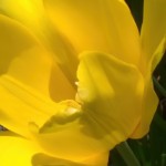 Elizabeth Lonoff - Spring Elizabeth Lonoff - Spring