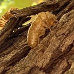 Charlotte Rosenfield - Cicada remnains on tree trunk - Cell Phone Photo Charlotte Rosenfield - Cicada remnains on tree trunk - Cell Phone Photo