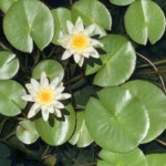 Kathy Dillon - Cell Phone Photo Kathy Dillon - Cell Phone Photo