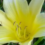 Elizabeth Lonoff – Theme: Meadowlark Park Elizabeth Lonoff – Theme: Meadowlark Park