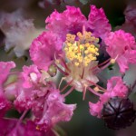 Fritz Ernst – Theme: Nature Closeups Fritz Ernst – Theme: Nature Closeups