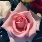 Mary Lu Bednarsky - Theme: Flowers Mary Lu Bednarsky - Theme: Flowers