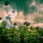 Richard Steelman – Theme: Flowers Richard Steelman – Theme: Flowers