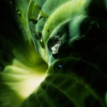 Buck Myers - Vivid Green Buck Myers - Vivid Green