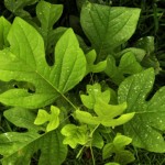 Charlotte Rosenfield - Vivid Green Charlotte Rosenfield - Vivid Green