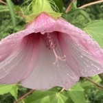 Elizabeth Lonoff - Vivid Green Elizabeth Lonoff - Vivid Green