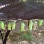 Janice Smith-Monarch Chrysalis - Vivid Green Janice Smith-Monarch Chrysalis - Vivid Green