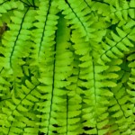 Kathy Earnest - Vivid Green Kathy Earnest - Vivid Green