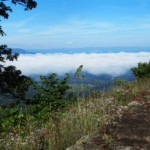 Aline Sachs-Grasses Aline Sachs-Grasses