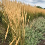 Arlene Gribben - Grasses Arlene Gribben - Grasses