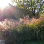 Buck Myers - Grasses Buck Myers - Grasses