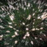 Charlottte Rosenfield-Grasses Charlottte Rosenfield-Grasses