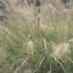 Elizabeth Lonoff - Grasses Elizabeth Lonoff - Grasses