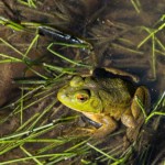 Fritz Ernst - Grasses Fritz Ernst - Grasses