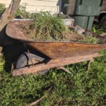 Jona Wheeler - Grasses Jona Wheeler - Grasses