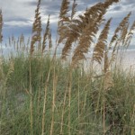 Kathy Dillon-Grasses Kathy Dillon-Grasses