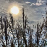 Richard Martin - Grasses Richard Martin - Grasses