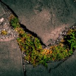 Richard Steelman - Grasses Richard Steelman - Grasses