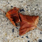 Arline Sachs-Autumn Arline Sachs-Autumn