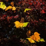 Buck Myers - Autumn Buck Myers - Autumn