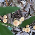 Elizabeth Lonoff-Autumn Elizabeth Lonoff-Autumn