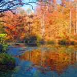 Ray Bednarsky-Autumn Ray Bednarsky-Autumn