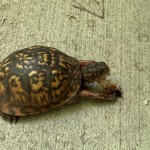Arline Sachs – Box turtle eating cicada Arline Sachs – Box turtle eating cicada