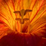 Buck Myers - Trumpet Vine flower Buck Myers - Trumpet Vine flower