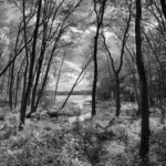 Mary Lu Bednarsky – Black and white landscape Mary Lu Bednarsky – Black and white landscape