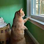 Mary Lu Bednarsky – Watch cat Mary Lu Bednarsky – Watch cat