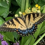 Ray Bednarsky – Butterfly Ray Bednarsky – Butterfly