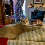Ray Bednarsky – Lounging kitty Ray Bednarsky – Lounging kitty