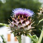 Richard Steelman - Thistle Richard Steelman - Thistle